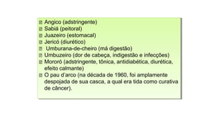 Angico (adstringente)
Sabiá (peitoral)
Juazeiro (estomacal)
Jericó (diurético)
Umburana-de-cheiro (má digestão)
Umbuzeiro (dor de cabeça, indigestão e infecções)
Mororó (adstringente, tônica, antidiabética,diurética,
efeito calmante)
O pau d’arco (na década de 1960, foi amplamente
despojada de sua casca, a qual era tida como curativa
de câncer).
Angico (adstringente)
Sabiá (peitoral)
Juazeiro (estomacal)
Jericó (diurético)
Umburana-de-cheiro (má digestão)
Umbuzeiro (dor de cabeça, indigestão e infecções)
Mororó (adstringente, tônica, antidiabética, diurética,
efeito calmante)
O pau d’arco (na década de 1960, foi amplamente
despojada de sua casca, a qual era tida como curativa
de câncer).
 