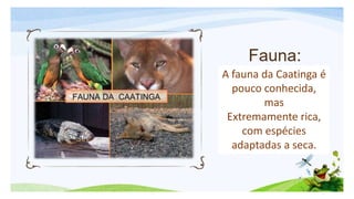A fauna da Caatinga é
pouco conhecida,
mas
Extremamente rica,
com espécies
adaptadas a seca.
 