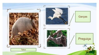 Biomas brasileiros.pptx