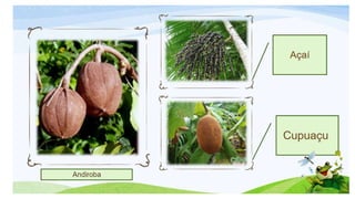 Biomas brasileiros.pptx