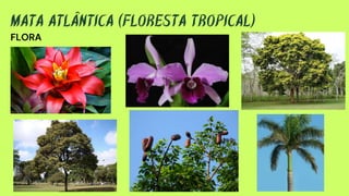 FLORA
MATA ATLÂNTICA (FLORESTA TROPICAL)
 