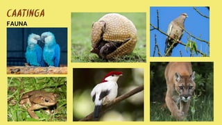 CAATINGA
FAUNA
 