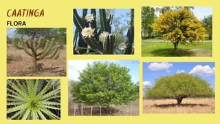 CAATINGA
FLORA
 