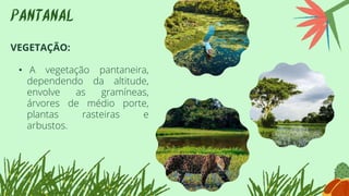 PANTANAL
VEGETAÇÃO:
• A vegetação pantaneira,
dependendo da altitude,
envolve as gramíneas,
árvores de médio porte,
plantas rasteiras e
arbustos.
 