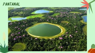 PANTANAL
 