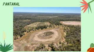 PANTANAL
 