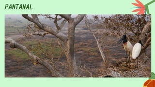 PANTANAL
 