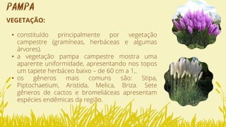 VEGETAÇÃO:
• constituído principalmente por vegetação
campestre (gramíneas, herbáceas e algumas
árvores).
• a vegetação pampa campestre mostra uma
aparente uniformidade, apresentando nos topos
um tapete herbáceo baixo – de 60 cm a 1,.
• os gêneros mais comuns são: Stipa,
Piptochaetium, Aristida, Melica, Briza. Sete
gêneros de cactos e bromeliáceas apresentam
espécies endêmicas da região.
PAMPA
 