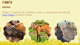 FAUNA:
Abriga 11 espécies de mamíferos raros ou ameaçados de extinção,
ratos d’água, cevídeos e lobos
PAMPA
 