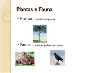 Plantas e Fauna Plantas :  pinheiro-do-paraná. Fauna :  capivaras, gralhas e periquitos. 