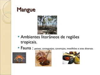 Mangue Ambientes litorâneos de regiões tropicais.  Fauna :  peixes, caranguejos, caramujos, mexilhões e aves diversas. 