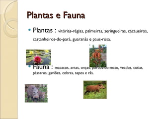 Plantas e Fauna Plantas :  vitórias-régias, palmeiras, seringueiras, cacaueiros, castanheiros-do-pará, guaranás e paus-rosa.   Fauna :  macacos, antas, onças, porcos-do-mato, veados, cutias, pássaros, gaviões, cobras, sapos e rãs. 