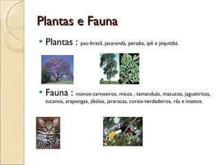Plantas e Fauna Plantas :  pau-brasil, jacarandá, peroba, ipê e jequitibá. Fauna :  monos-carvoeiros, micos , tamanduás, macucos, jaguatiricas, tucanos, arapongas, jibóias, jararacas, corais-verdadeiros, rãs e insetos.  