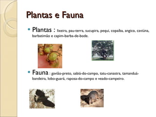 Plantas e Fauna Plantas :  lixeira, pau-terra, sucupira, pequi, copaíba, angico, caviúna, barbatimão e capim-barba-de-bode.  Fauna  : gavião-preto, sabiá-do-campo, tatu-canastra, tamanduá-bandeira, lobo-guará, raposa-do-campo e veado-campeiro.  