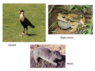 Sapo cururu


carcará




               Mocó
 