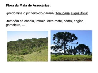 Flora da Mata de Araucárias:

-predomina o pinheiro-do-paraná (Araucária augustifolia)

-também há canela, imbuia, erva-mate, cedro, angico,
gameleira, ...
 