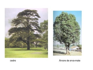 cedro   Árvore de erva-mate
 