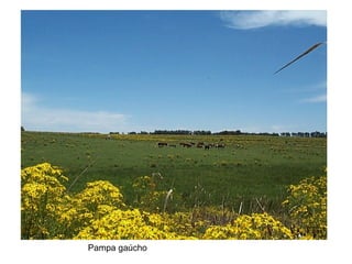 Pampa gaúcho
 