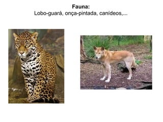 Fauna:
Lobo-guará, onça-pintada, canídeos,...
 