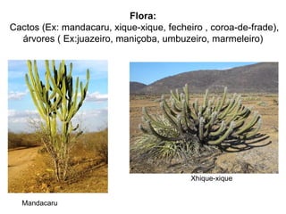 Flora:
Cactos (Ex: mandacaru, xique-xique, fecheiro , coroa-de-frade),
  árvores ( Ex:juazeiro, maniçoba, umbuzeiro, marmeleiro)




                                          Xhique-xique


  Mandacaru
 