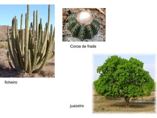 Coroa de frade




ficheiro




           juazeiro
 