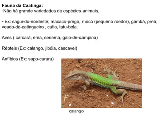 Fauna da Caatinga:
-Não há grande variedades de espécies animais.

- Ex: sagui-do-nordeste, macaco-prego, mocó (pequeno roedor), gambá, preá,
veado-do-catingueiro , cutia, tatu-bola.

Aves ( carcará, ema, seriema, galo-de-campina)

Répteis (Ex: calango, jibóia, cascavel)

Anfíbios (Ex: sapo-cururu)




                                  calango
 