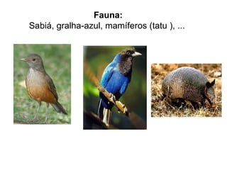 Fauna:
Sabiá, gralha-azul, mamíferos (tatu ), ...
 