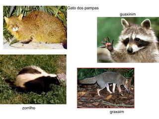 Gato dos pampas
                                 guaxinim




zorrilho
                             graxaim
 