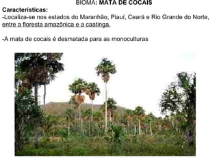 BIOMA: MATA DE COCAIS
Características:
-Localiza-se nos estados do Maranhão, Piauí, Ceará e Rio Grande do Norte,
entre a floresta amazônica e a caatinga.

-A mata de cocais é desmatada para as monoculturas
 