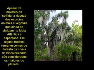 Apesar da
devastação
sofrida, a riqueza
das espécies
animais e vegetais
que ainda se
abrigam na Mata
Atlântica é
espantosa. Em
alguns trechos
remanescentes de
floresta os níveis
de biodiversidade
são considerados
os maiores do
planeta.
 