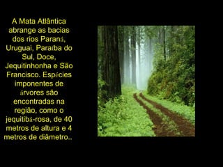 A Mata Atlântica
abrange as bacias
dos rios Paraná,
Uruguai, Paraíba do
Sul, Doce,
Jequitinhonha e São
Francisco. Espécies
imponentes de
árvores são
encontradas na
região, como o
jequitibá-rosa, de 40
metros de altura e 4
metros de diâmetro..
 
