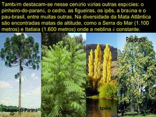 Também destacam-se nesse cenário várias outras espécies: o
pinheiro-do-paraná, o cedro, as figueiras, os ipês, a braúna e o
pau-brasil, entre muitas outras. Na diversidade da Mata Atlântica
são encontradas matas de altitude, como a Serra do Mar (1.100
metros) e Itatiaia (1.600 metros) onde a neblina é constante.
 