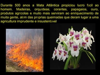 Durante 500 anos a Mata Atlântica propiciou lucro fácil ao
homem. Madeiras, orquídeas, corantes, papagaios, ouro,
produtos agrícolas e muito mais serviram ao enriquecimento de
muita gente, além das próprias queimadas que deram lugar a uma
agricultura imprudente e insustentável
 