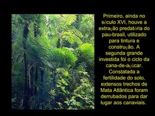 Primeiro, ainda no
século XVI, houve a
extração predatória do
pau-brasil, utilizado
para tintura e
construção. A
segunda grande
investida foi o ciclo da
cana-de-açúcar.
Constatada a
fertilidade do solo,
extensos trechos de
Mata Atlântica foram
derrubados para dar
lugar aos canaviais.
 