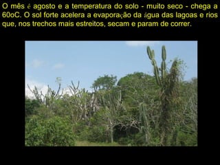 O mês é agosto e a temperatura do solo - muito seco - chega a
60oC. O sol forte acelera a evaporação da água das lagoas e rios
que, nos trechos mais estreitos, secam e param de correr.
 