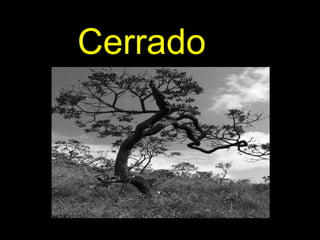 Cerrado
 