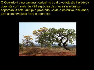 O Cerrado é uma savana tropical na qual a vegetação herbácea
coexiste com mais de 420 espécies de árvores e arbustos
esparsos.O solo, antigo e profundo, ácido e de baixa fertilidade,
tem altos níveis de ferro e alumínio.
 