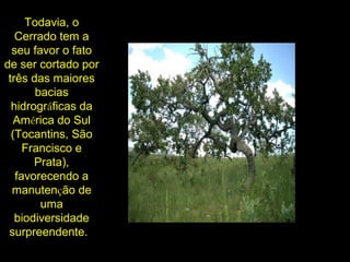 Todavia, o
Cerrado tem a
seu favor o fato
de ser cortado por
três das maiores
bacias
hidrográficas da
América do Sul
(Tocantins, São
Francisco e
Prata),
favorecendo a
manutenção de
uma
biodiversidade
surpreendente.  
 