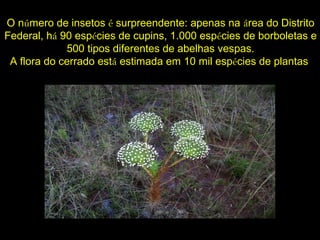 O número de insetos é surpreendente: apenas na área do Distrito
Federal, há 90 espécies de cupins, 1.000 espécies de borboletas e
500 tipos diferentes de abelhas vespas.
A flora do cerrado está estimada em 10 mil espécies de plantas
 
