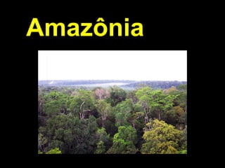 Amazônia
 