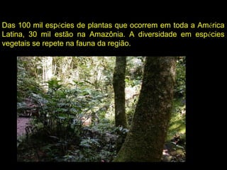 Das 100 mil espécies de plantas que ocorrem em toda a América
Latina, 30 mil estão na Amazônia. A diversidade em espécies
vegetais se repete na fauna da região.
 