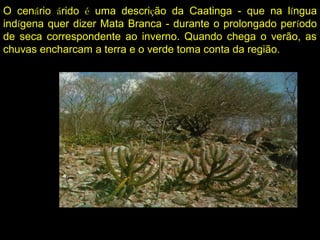O cenário árido é uma descrição da Caatinga - que na língua
indígena quer dizer Mata Branca - durante o prolongado período
de seca correspondente ao inverno. Quando chega o verão, as
chuvas encharcam a terra e o verde toma conta da região.
 