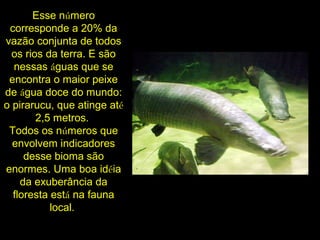 Esse número
corresponde a 20% da
vazão conjunta de todos
os rios da terra. E são
nessas águas que se
encontra o maior peixe
de água doce do mundo:
o pirarucu, que atinge até
2,5 metros.
Todos os números que
envolvem indicadores
desse bioma são
enormes. Uma boa idéia
da exuberância da
floresta está na fauna
local.
 