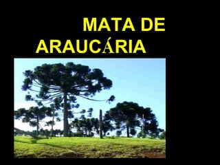MATA DE
ARAUCÁRIA
 