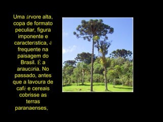 Uma árvore alta,
copa de formato
peculiar, figura
imponente e
característica, é
frequente na
paisagem do
Brasil. É a
araucária. No
passado, antes
que a lavoura de
café e cereais
cobrisse as
terras
paranaenses,
 