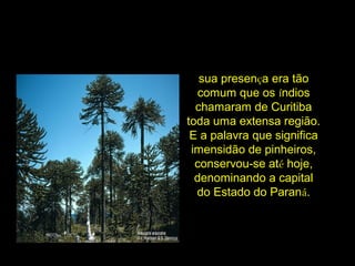 sua presença era tão
comum que os índios
chamaram de Curitiba
toda uma extensa região.
E a palavra que significa
imensidão de pinheiros,
conservou-se até hoje,
denominando a capital
do Estado do Paraná.
 