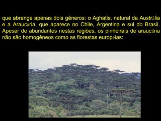 que abrange apenas dois gêneros: o Aghatis, natural da Austrália
e a Araucária, que aparece no Chile, Argentina e sul do Brasil.
Apesar de abundantes nestas regiões, os pinheirais de araucária
não são homogêneos como as florestas européias:
 