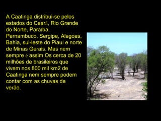 A Caatinga distribui-se pelos
estados do Ceará, Rio Grande
do Norte, Paraíba,
Pernambuco, Sergipe, Alagoas,
Bahia, sul-leste do Piauí e norte
de Minas Gerais. Mas nem
sempre é assim Os cerca de 20
milhões de brasileiros que
vivem nos 800 mil km2 de
Caatinga nem sempre podem
contar com as chuvas de
verão.
 