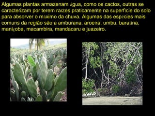 Algumas plantas armazenam água, como os cactos, outras se
caracterizam por terem raízes praticamente na superfície do solo
para absorver o máximo da chuva. Algumas das espécies mais
comuns da região são a amburana, aroeira, umbu, baraúna,
maniçoba, macambira, mandacaru e juazeiro.
 