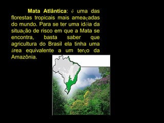 Mata Atlântica: é uma das
florestas tropicais mais ameaçadas
do mundo. Para se ter uma idéia da
situação de risco em que a Mata se
encontra, basta saber que
agricultura do Brasil ela tinha uma
área equivalente a um terço da
Amazônia.
 